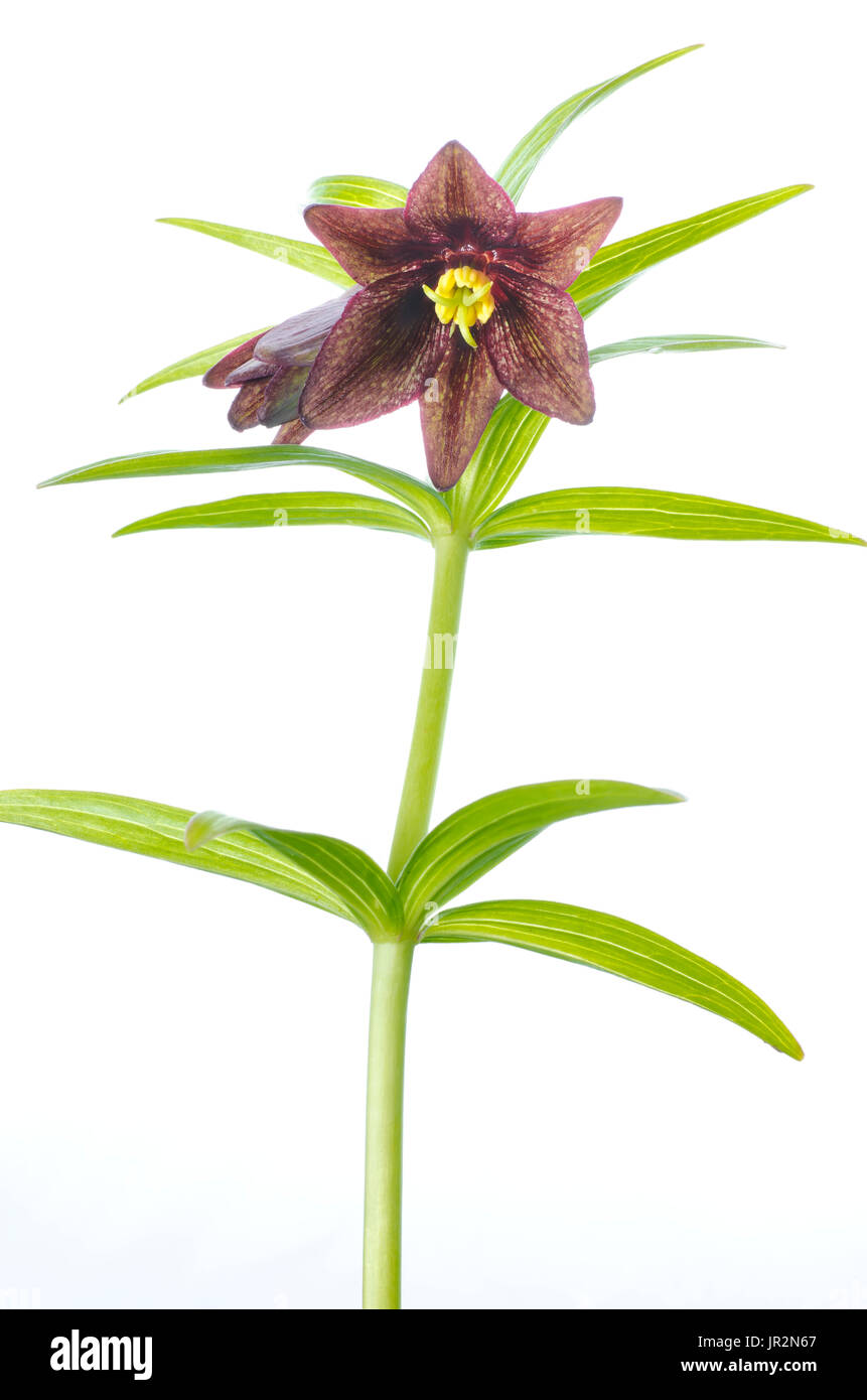 Studio Close Up Of A Chocolate Lily Wildflower, Fritillaria Camschatcensis Stock Photo