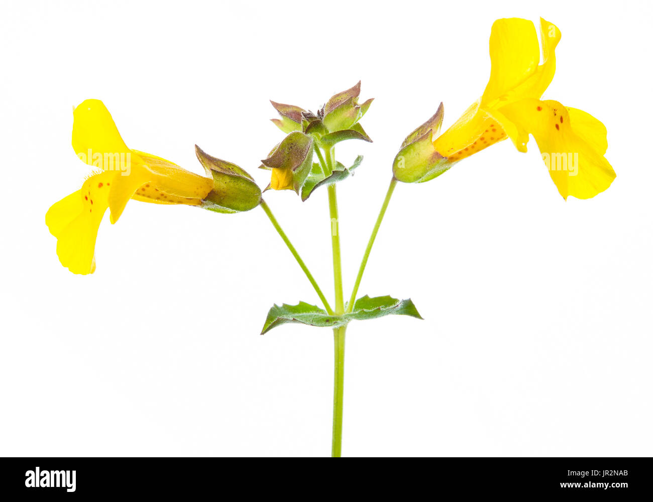 Studio Close Up Of Yellow Monkey Flower, Erythranthe Guttata Stock Photo