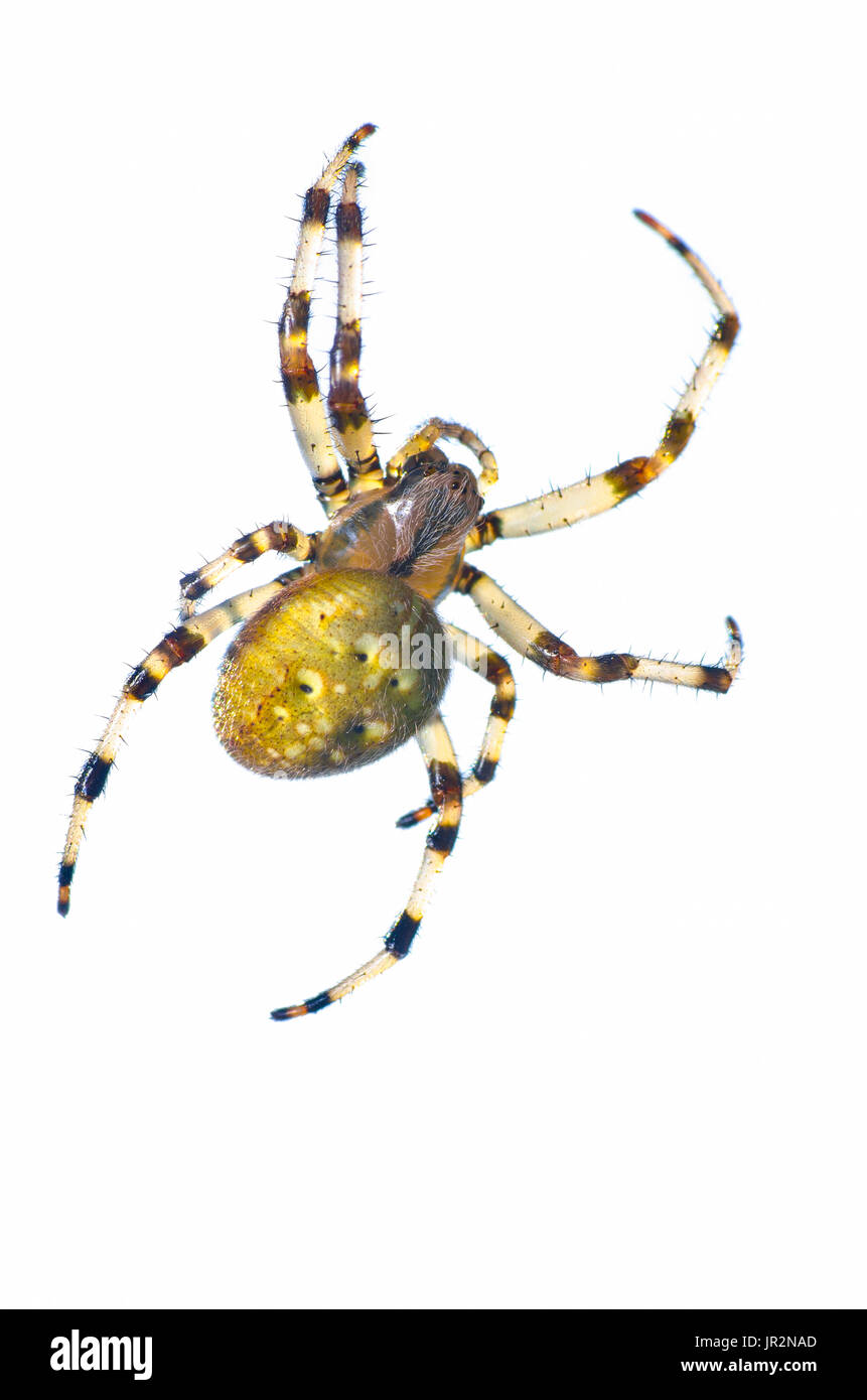 Studio Close Up Of A Orb Weaver Spider, Argiope Catenulata Stock Photo