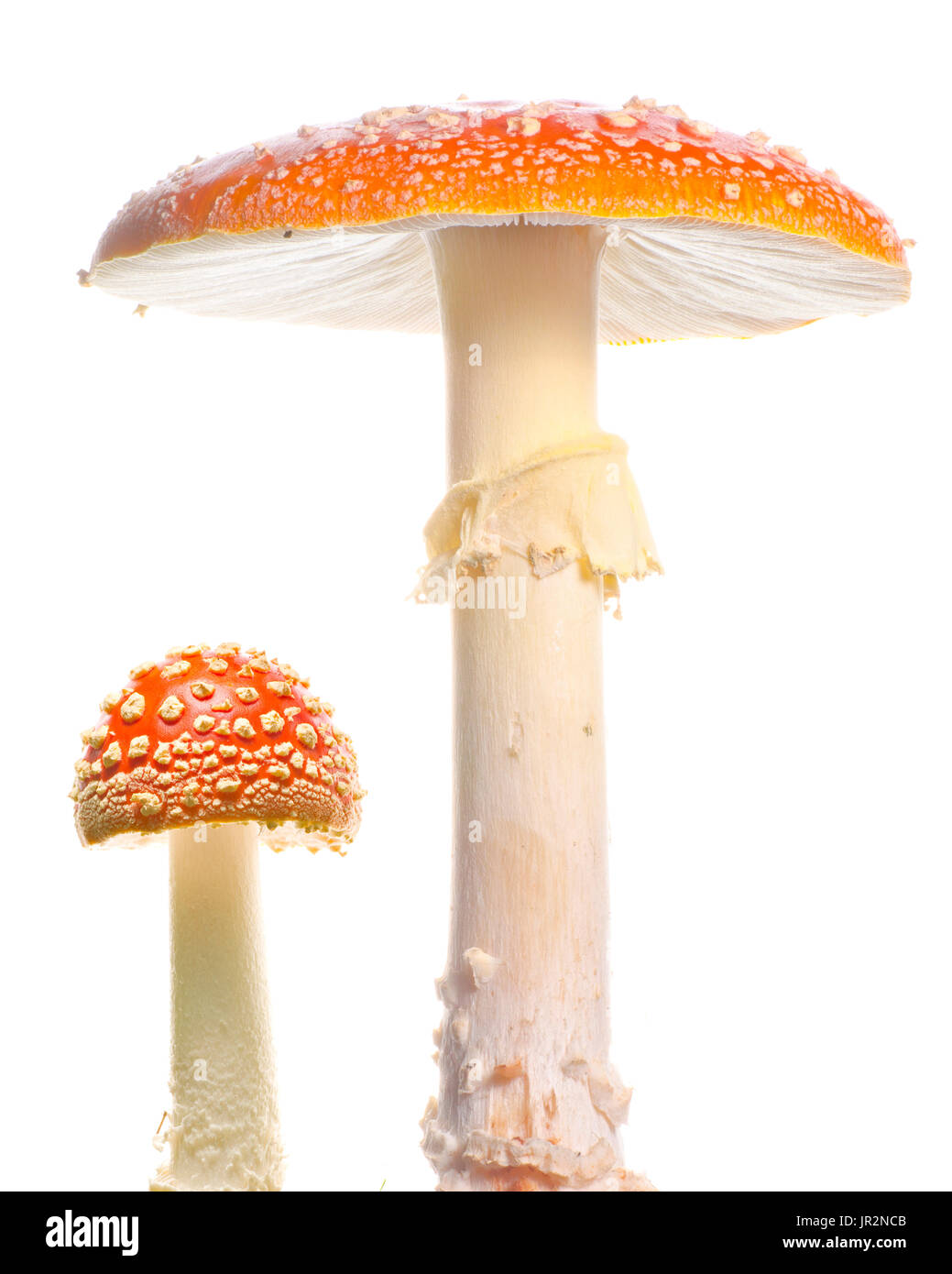 Studio Close Up Of Fly Argaric Mushroom, Amanita Muscaria Stock Photo