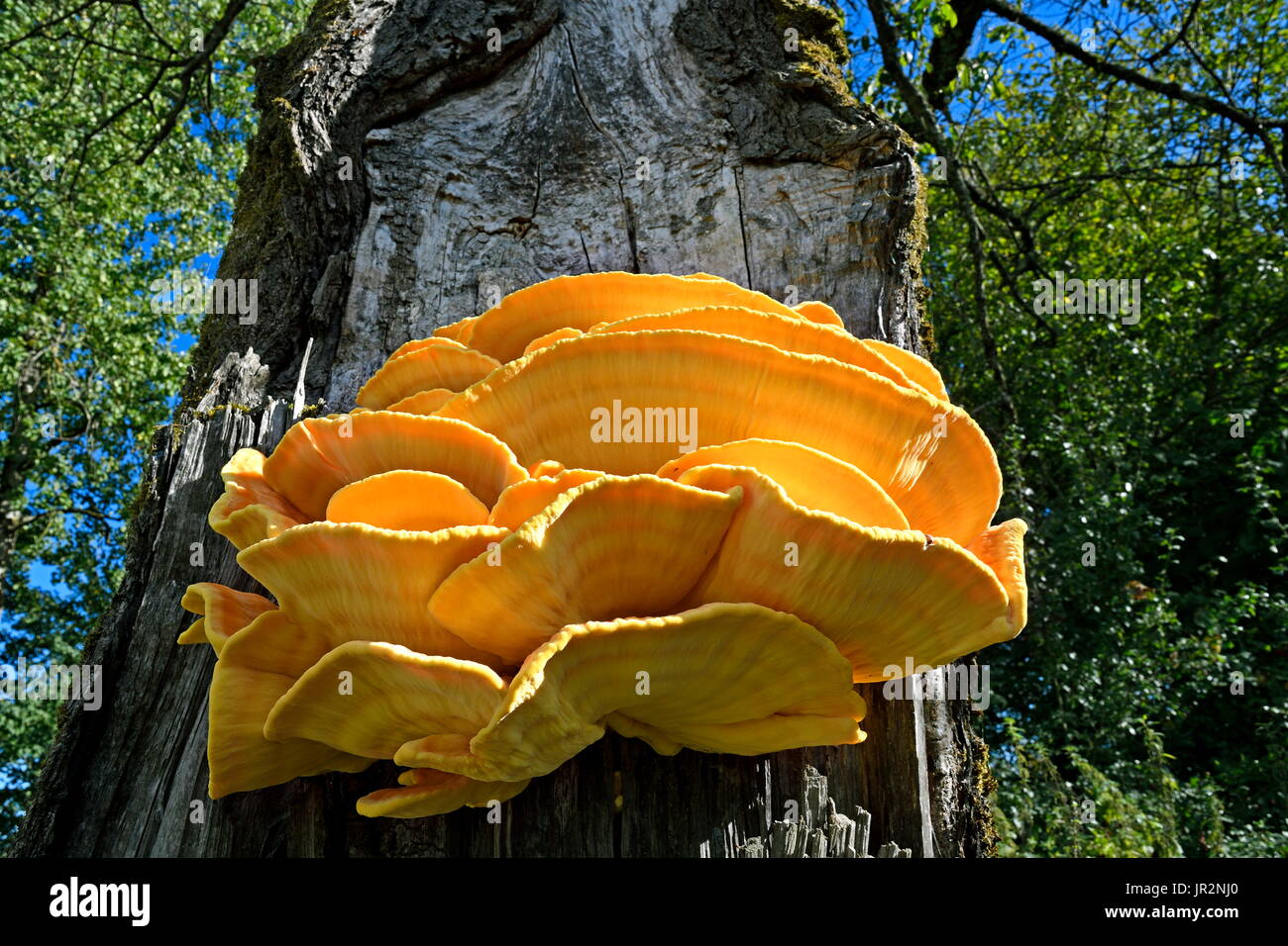 Chicken of the Woods (Laetiporus sulphureus) on a trunk, Franche-Comte, France Stock Photo