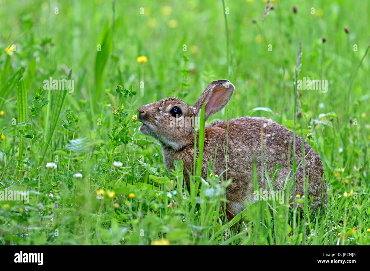 European rabbit (Oryctolagus cuniculus) in a meadow, Dambenois, Franche ...