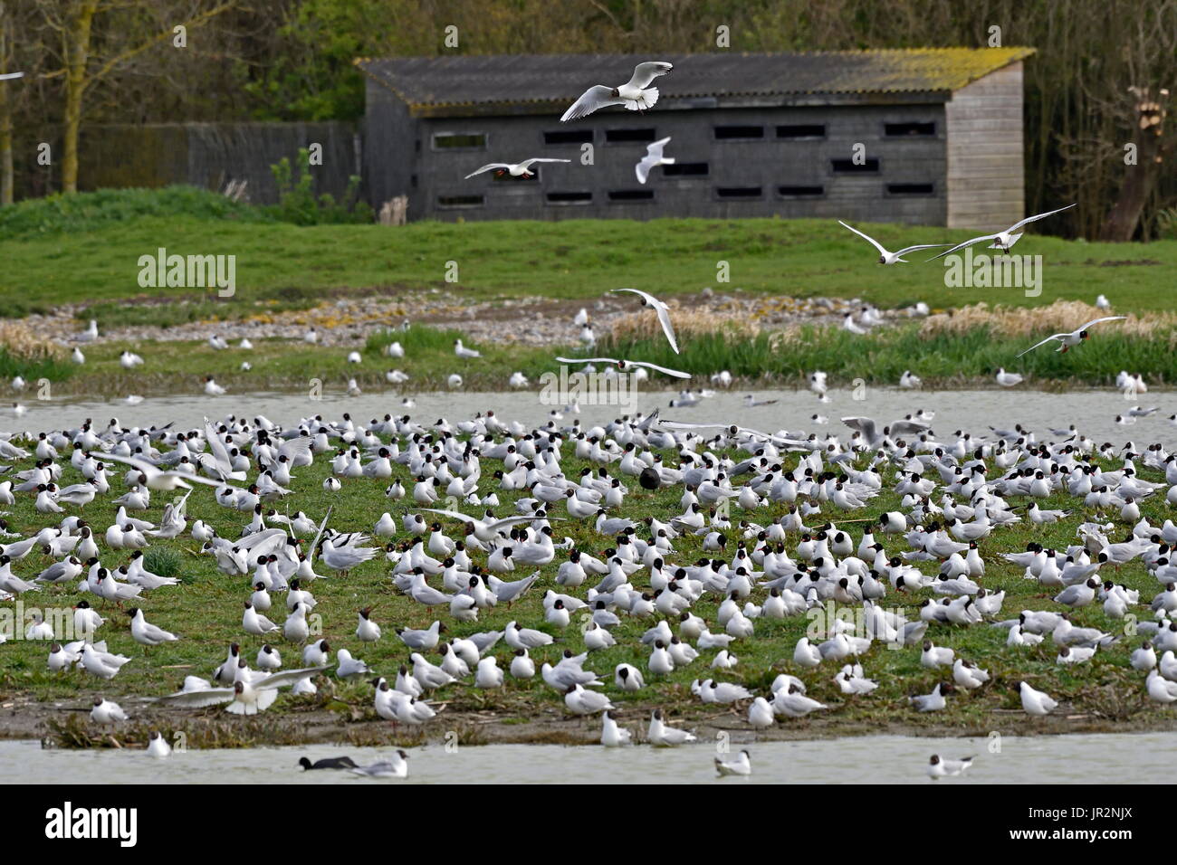 Observation watch and colony of Black-headed Gulls (Croicocephalus ridibundus) in breeding season, Somme bay Natural Reserve, France Stock Photo