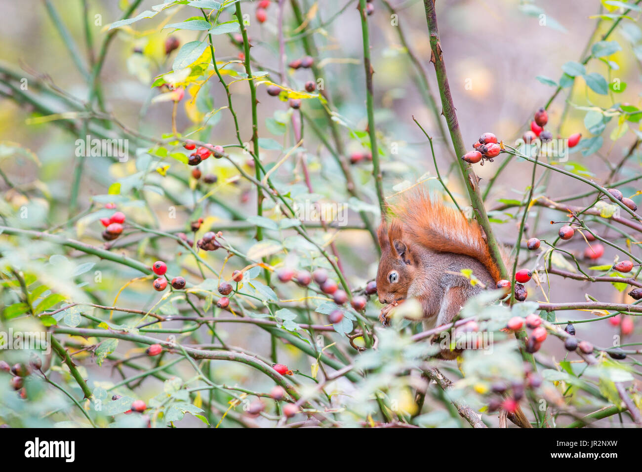 Red squirrel (Sciurus vulgaris) eating in a wild roses bush (Rosa sp