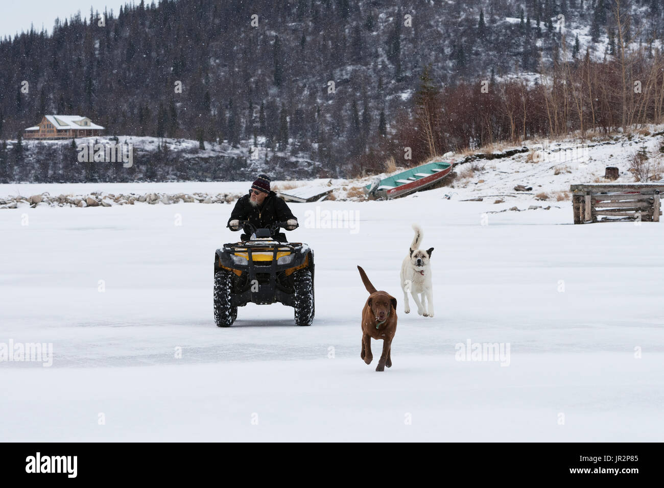 Man Riding On An Atv With Dogs Alongside, Iliamna Lake, Pedro Bay, Southcentral Alaska, USA Stock Photo