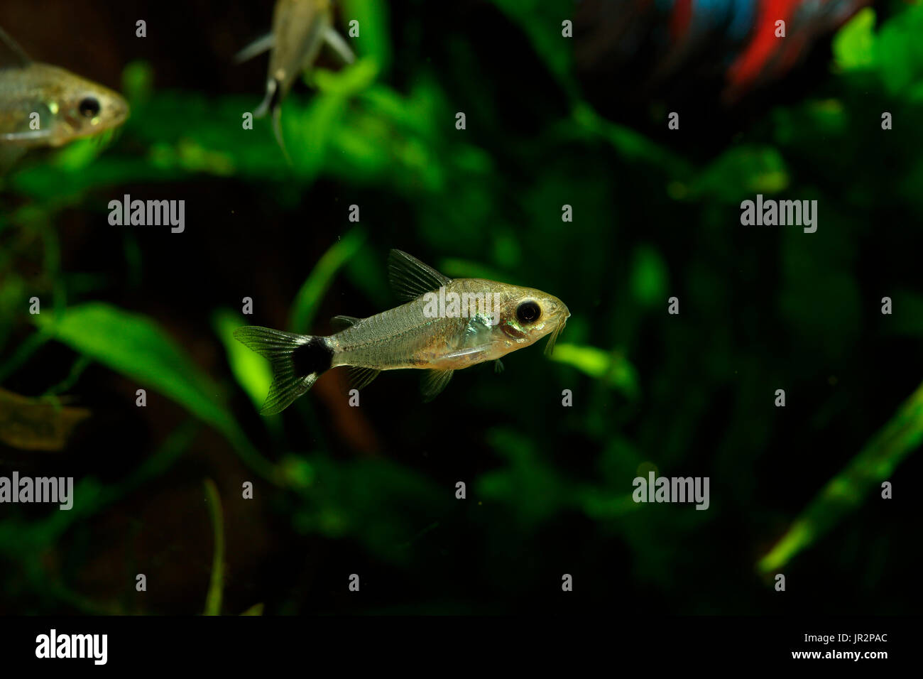 Tailspot pygmy corydoras (Corydoras hastatus Stock Photo Alamy