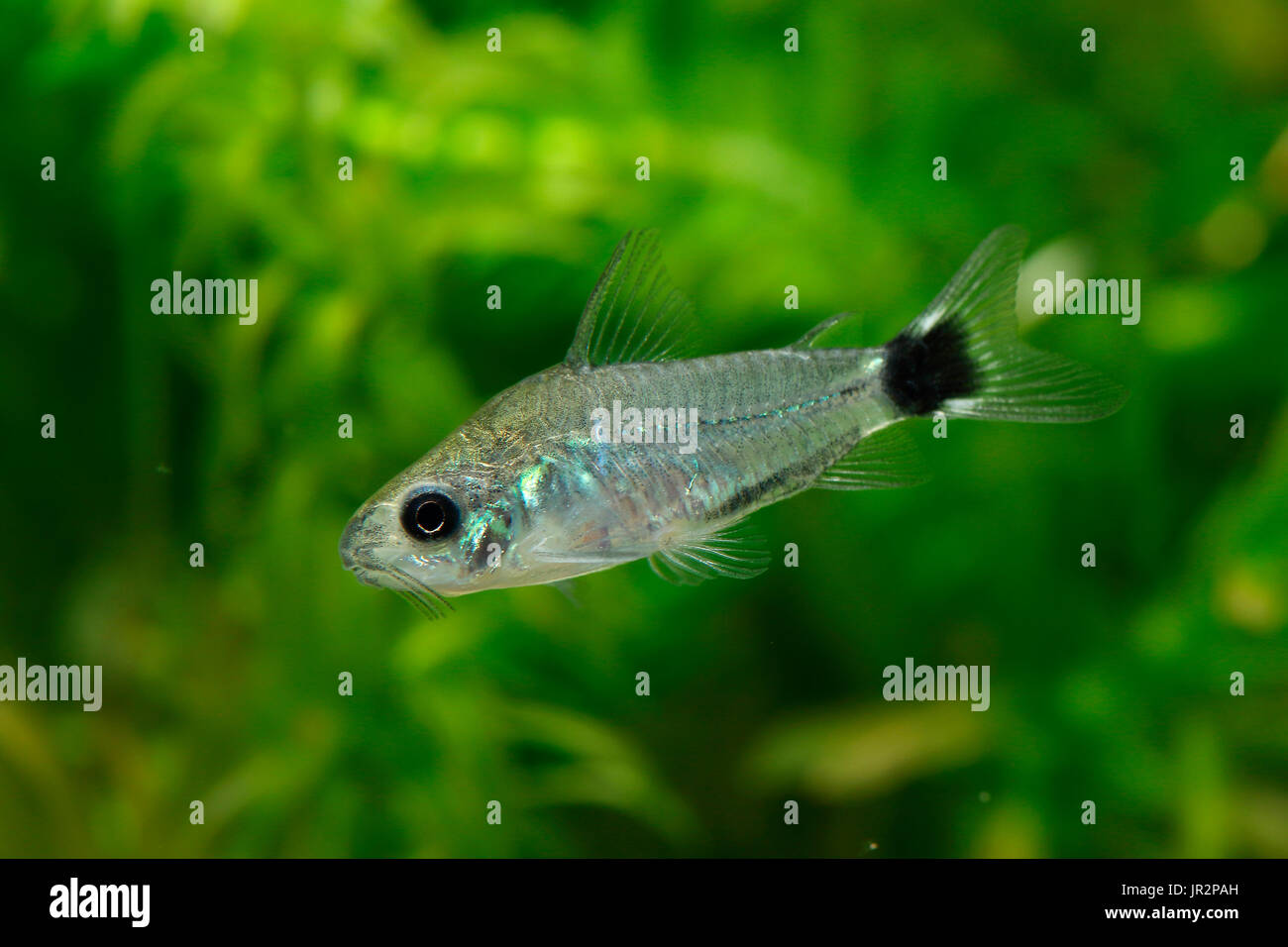 Tailspot pygmy corydoras (Corydoras hastatus Stock Photo Alamy