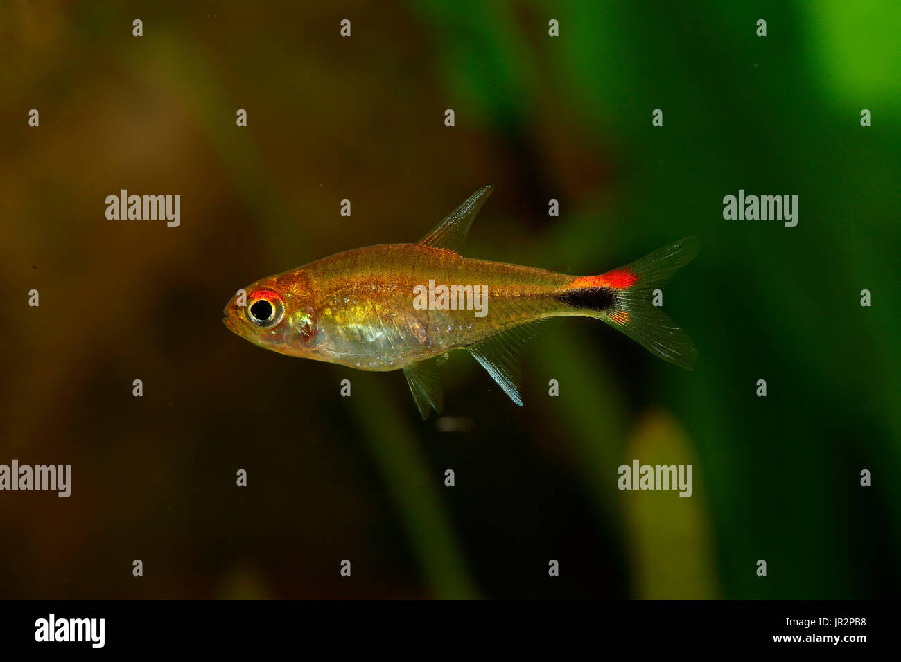 Ruby tetra (Axelrodia riesei) in nano aquarium Stock Photo - Alamy