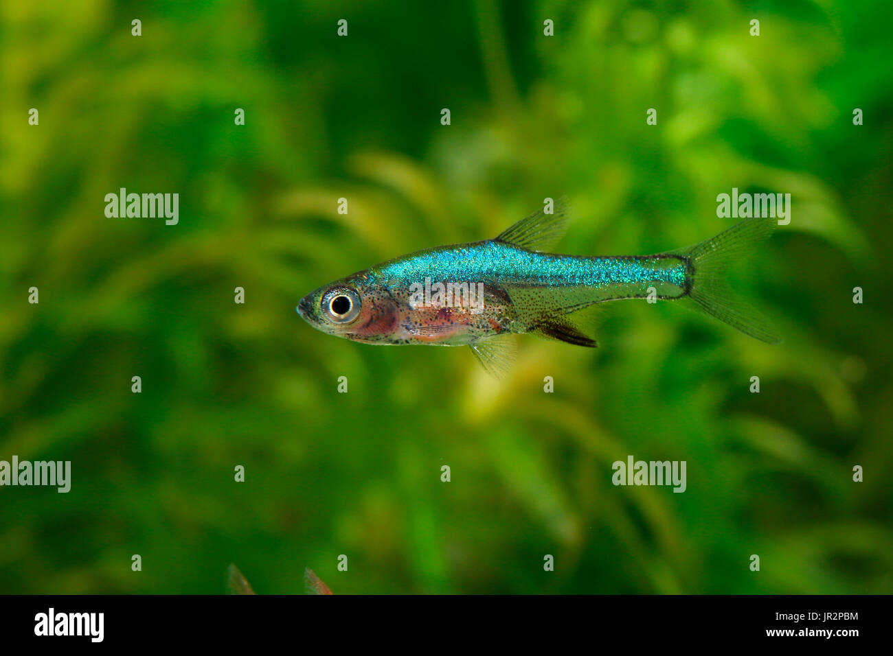 Sundadanio (Sundadanio axelrodi) blue form in aquarium Stock Photo Alamy