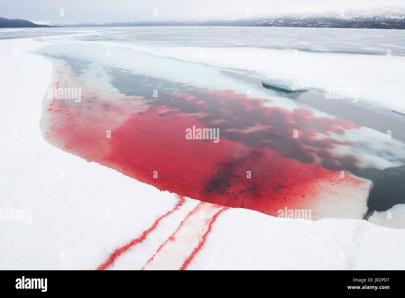Bloody Water After A Kill Of A Harbor Seal, Lake Iliamna, Pedro Bay, Southcentral Alaska, USA Stock Photo