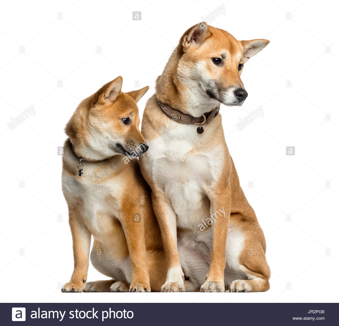 Two Shiba Inu 1 Year And 6 Months Old Looking Away