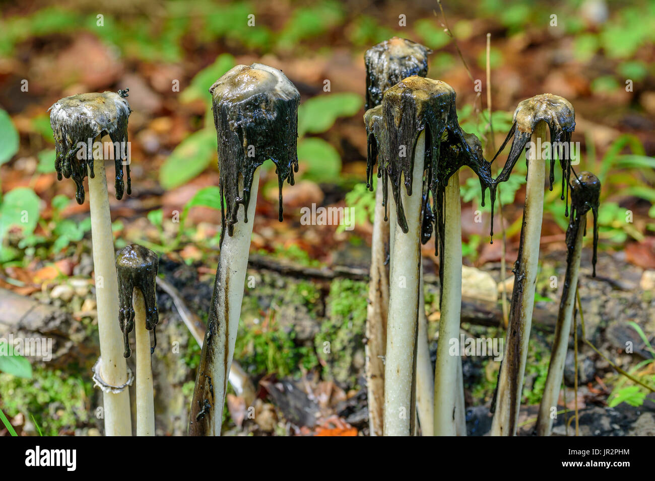 Shaggy ink cap (Coprinus comatus) in undergrowth, Jura, France Stock Photo