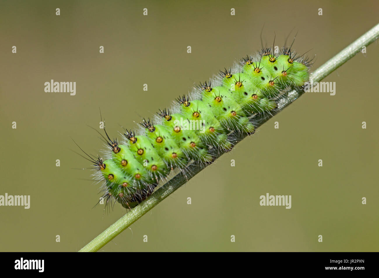Emperor moth (Saturnia pavonia) caterpillar on stem, France Stock Photo ...