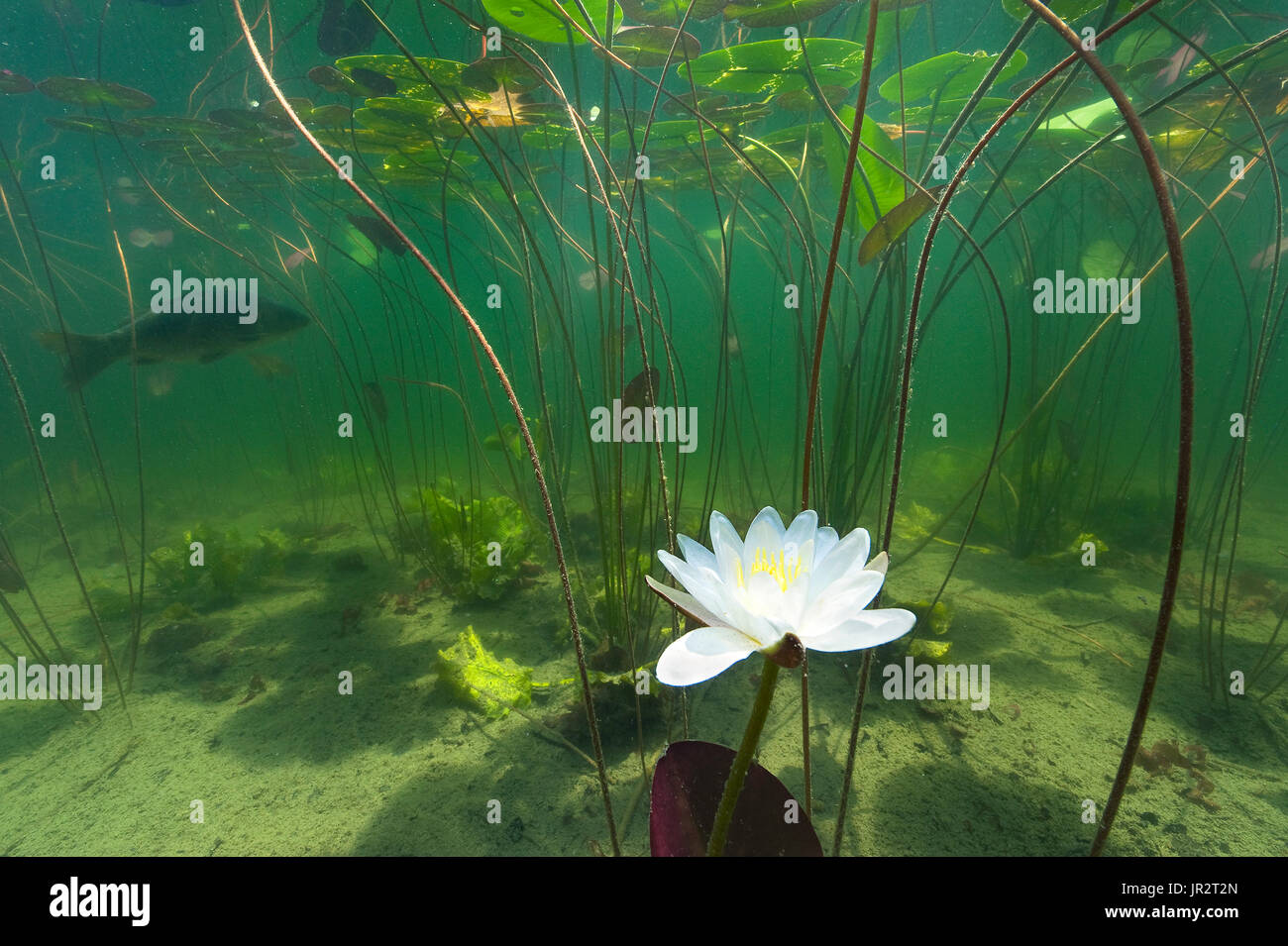 Underwater landscape and lake atmosphere, White water lily flower