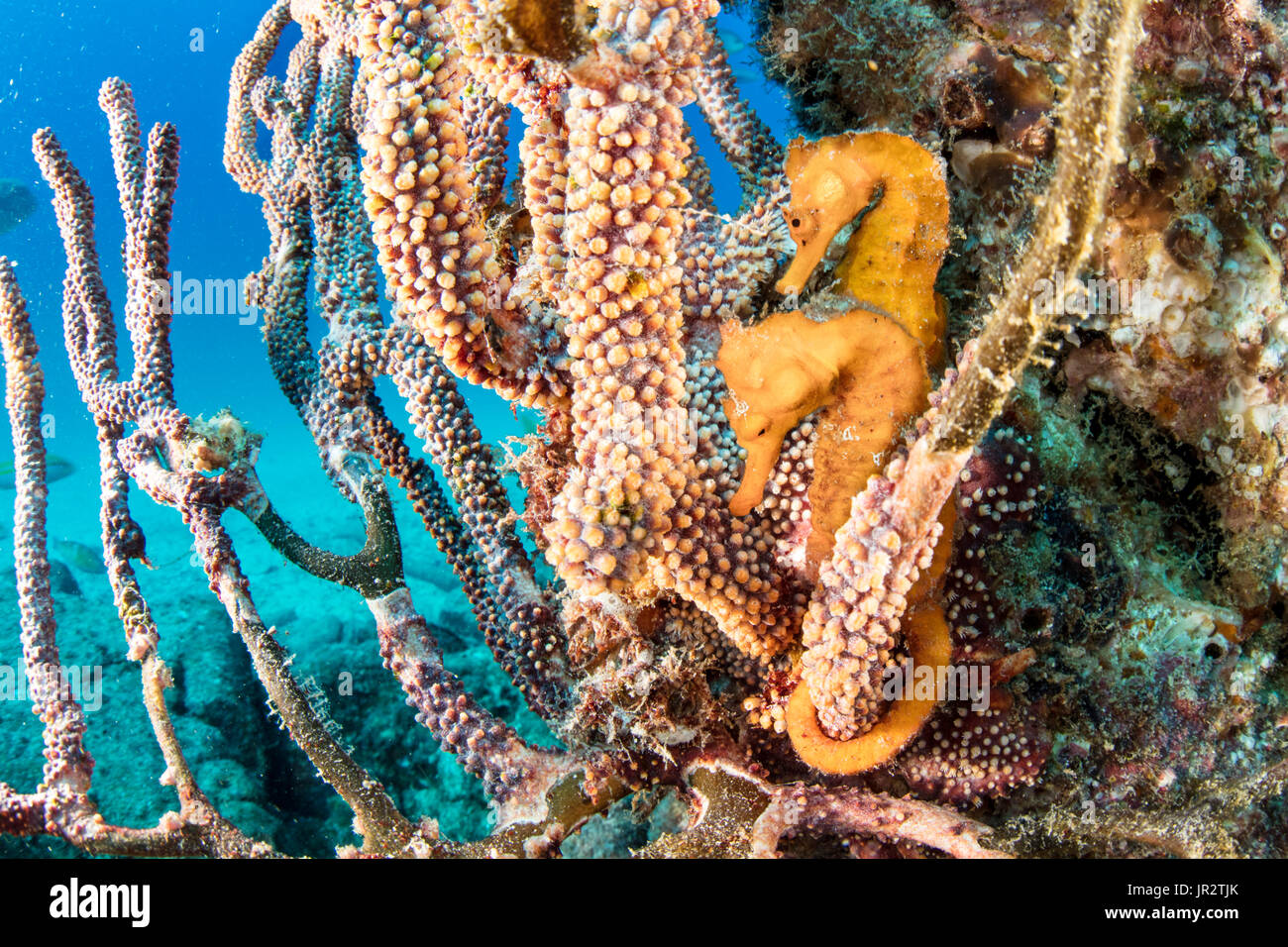 Couple of Pacific seahorse (Hippocampus ingens) Salvatierra wreck diving place, Sea of Cortez, Baja California, Mexico, East Pacific Ocean Stock Photo