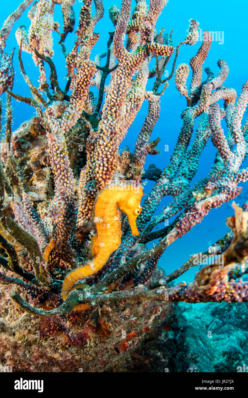 Pacific seahorse (Hippocampus ingens) Salvatierra wreck diving place, Los Islotes, Sea of Cortez, Baja California, Mexico, East Pacific Ocean Stock Photo