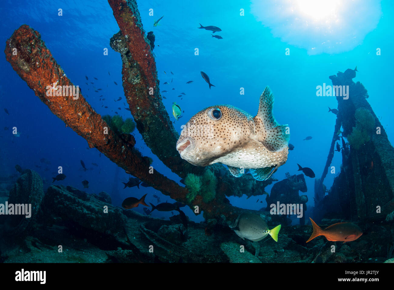 Spotted porcupinefish (Diodon hystrix) between the plates of the Salvatierra wreck, Sea of Cortez, Baja California, Mexico, East Pacific Ocean Stock Photo