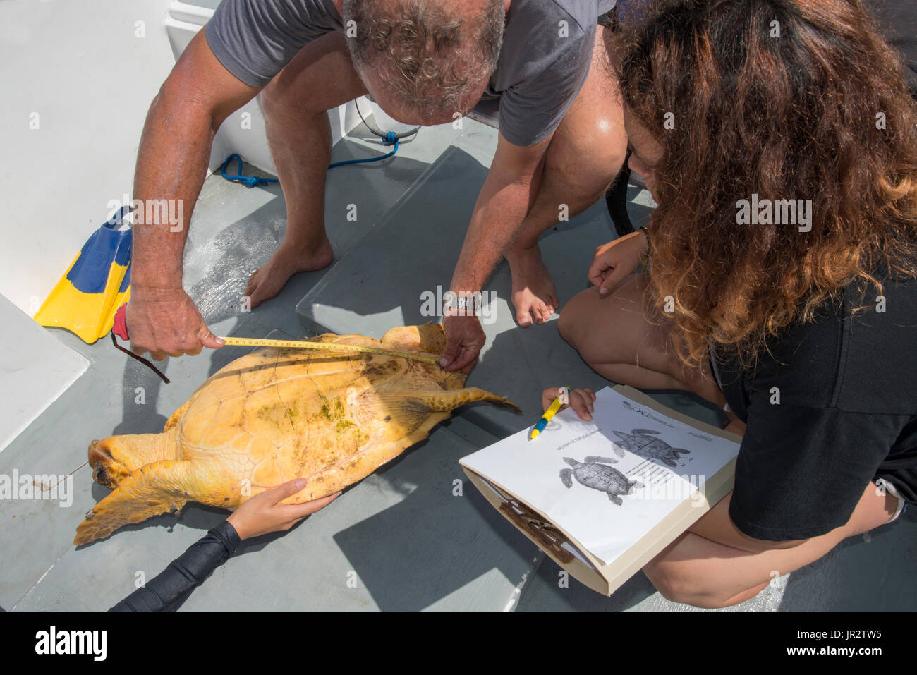 Loggerhead Sea Turtle Caretta Caretta Sampling Turtle Inventory 