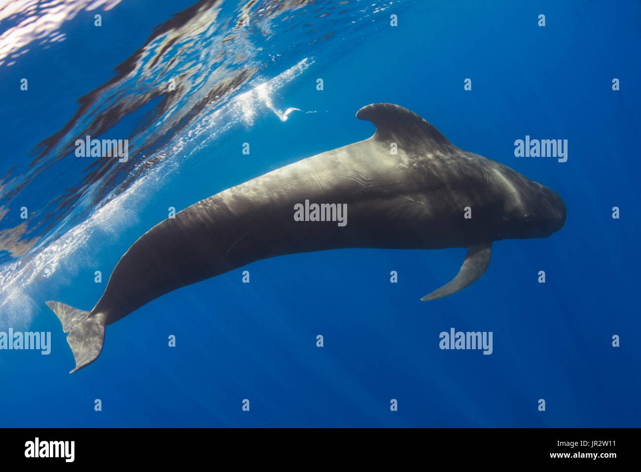 Pilot whale (Globicephala macorhynchus). Closeup of submerged adult
