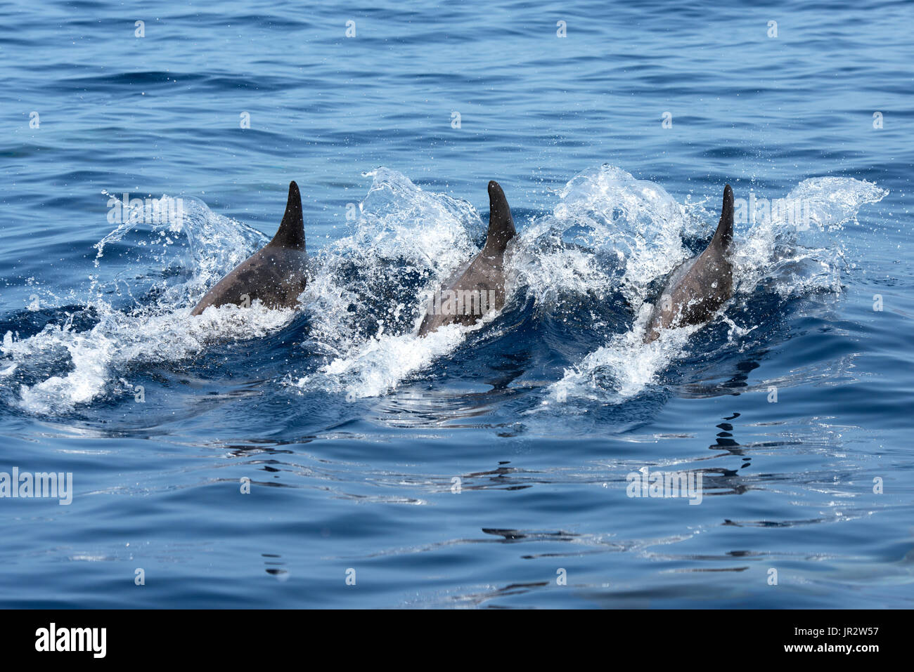 Rough-toothed dolphin (Steno bredanensis). Characteristic formation of a group, swimming very synchronized. El Hierro, Canary Islands. Stock Photo