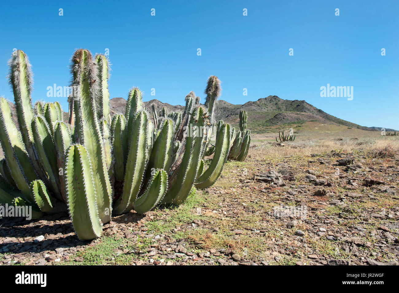 Senita Cactus Isla San Marcos Baja California Mexico Stock Photo Alamy