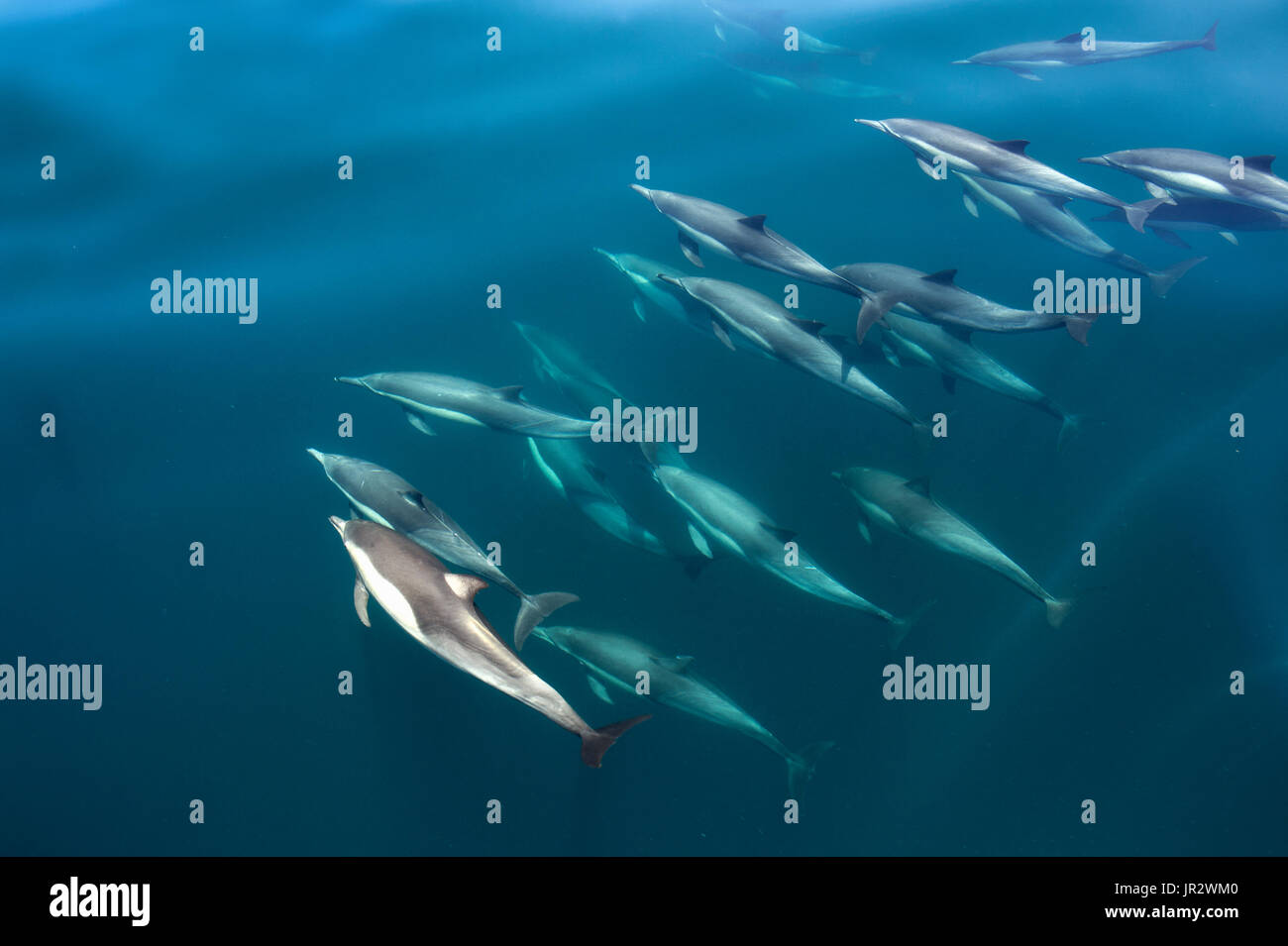 Bowriding Common dolphins - Gulf of California Stock Photo - Alamy