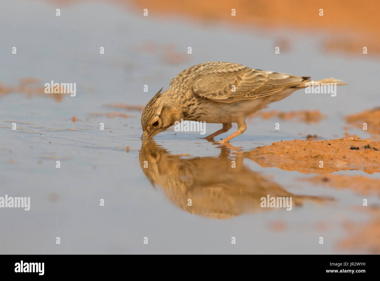 Crested Lark drinking at spring - Spain Stock Photo