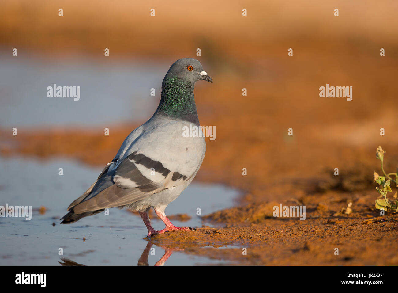Rock Dove standing near a water hole at spring Spain Stock Photo Alamy