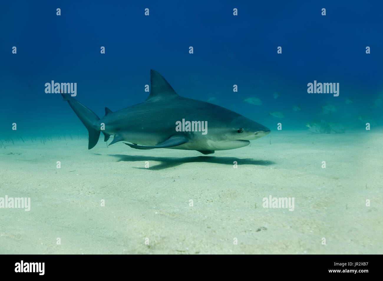 Euryhaline fishes hi-res stock photography and images - Alamy