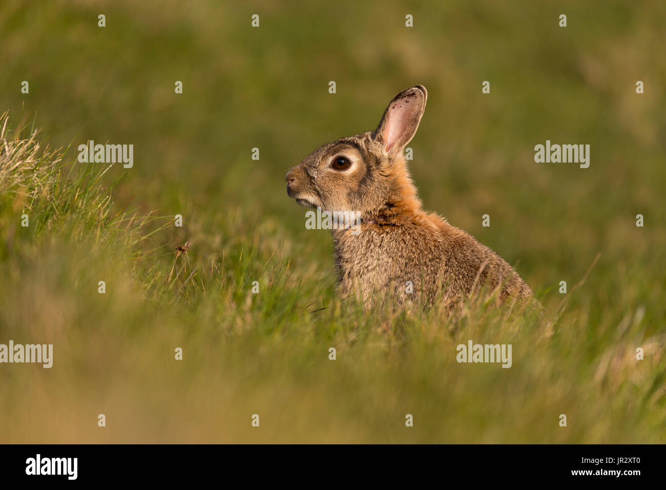 Rabbit (Oryctolagus cuniculus) Rabbit amongst grass, Shetland, Spring ...
