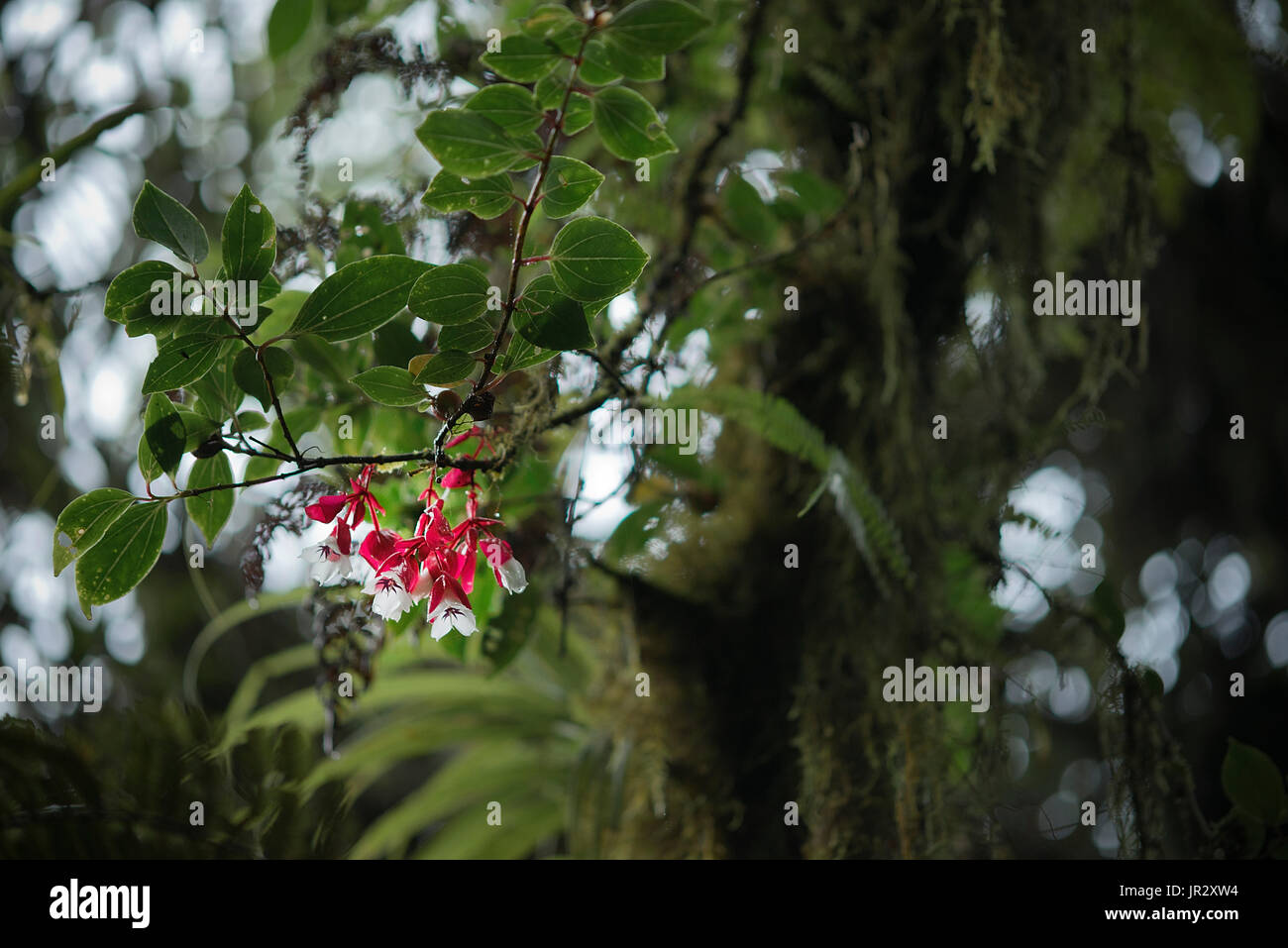 Tagimoucia Flowers,Medinilla waterhousei,Taveuni, Fiji Islands Stock