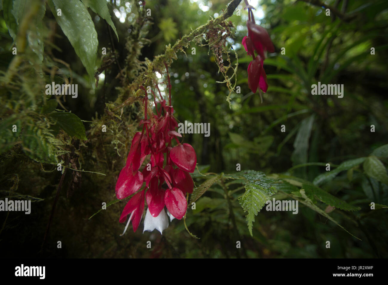 Tagimoucia Flowers,Medinilla waterhousei,Taveuni, Fiji Islands Stock