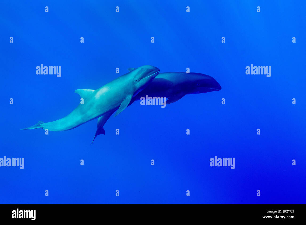 Melon headed whale (peponocephala electra) Two young melon headed