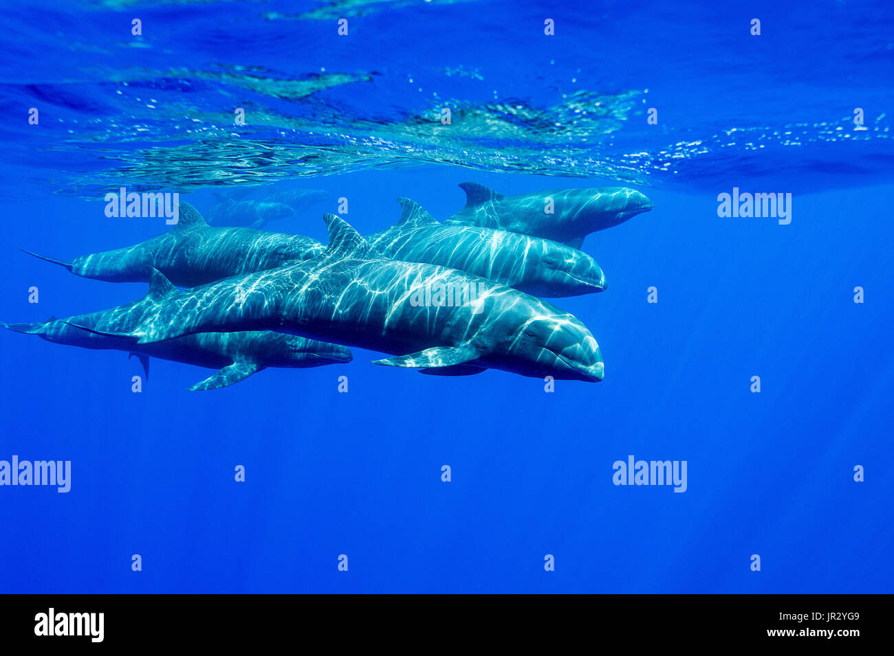 Melon headed whale (Peponocephala electra) French Polynesia Stock Photo