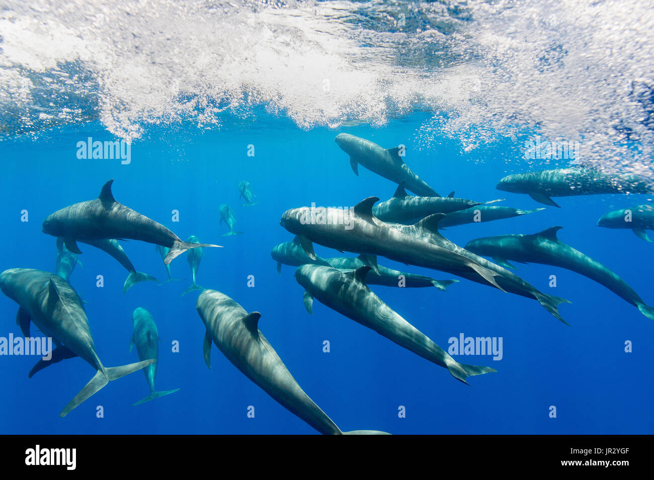 Melon headed whale (peponocephala electra) Melon headed whales bow