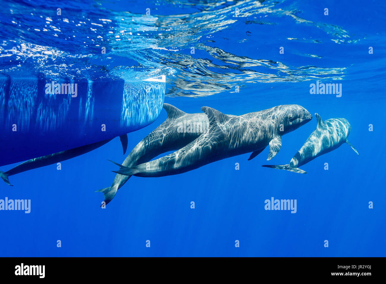 Melon headed whale (peponocephala electra) Melon headed whales bow