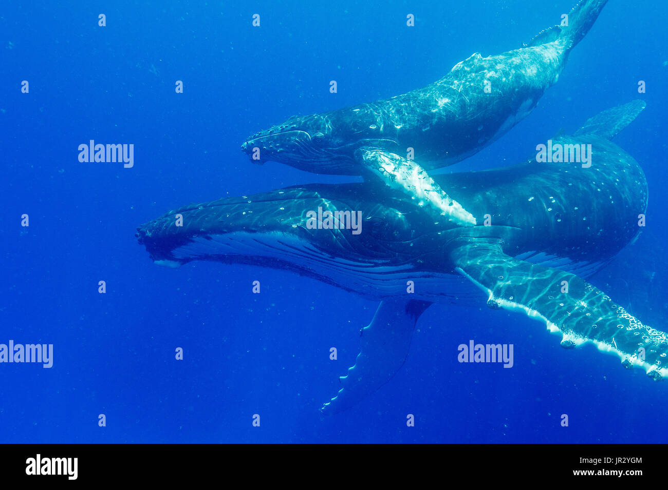 Humpback whale (Megaptera novaengliae) A baby humpback and its mother. Tonga Stock Photo