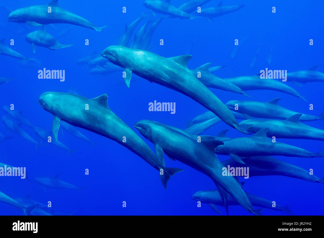 Melon headed whale (peponocephala electra) Tightly bunched melon headed