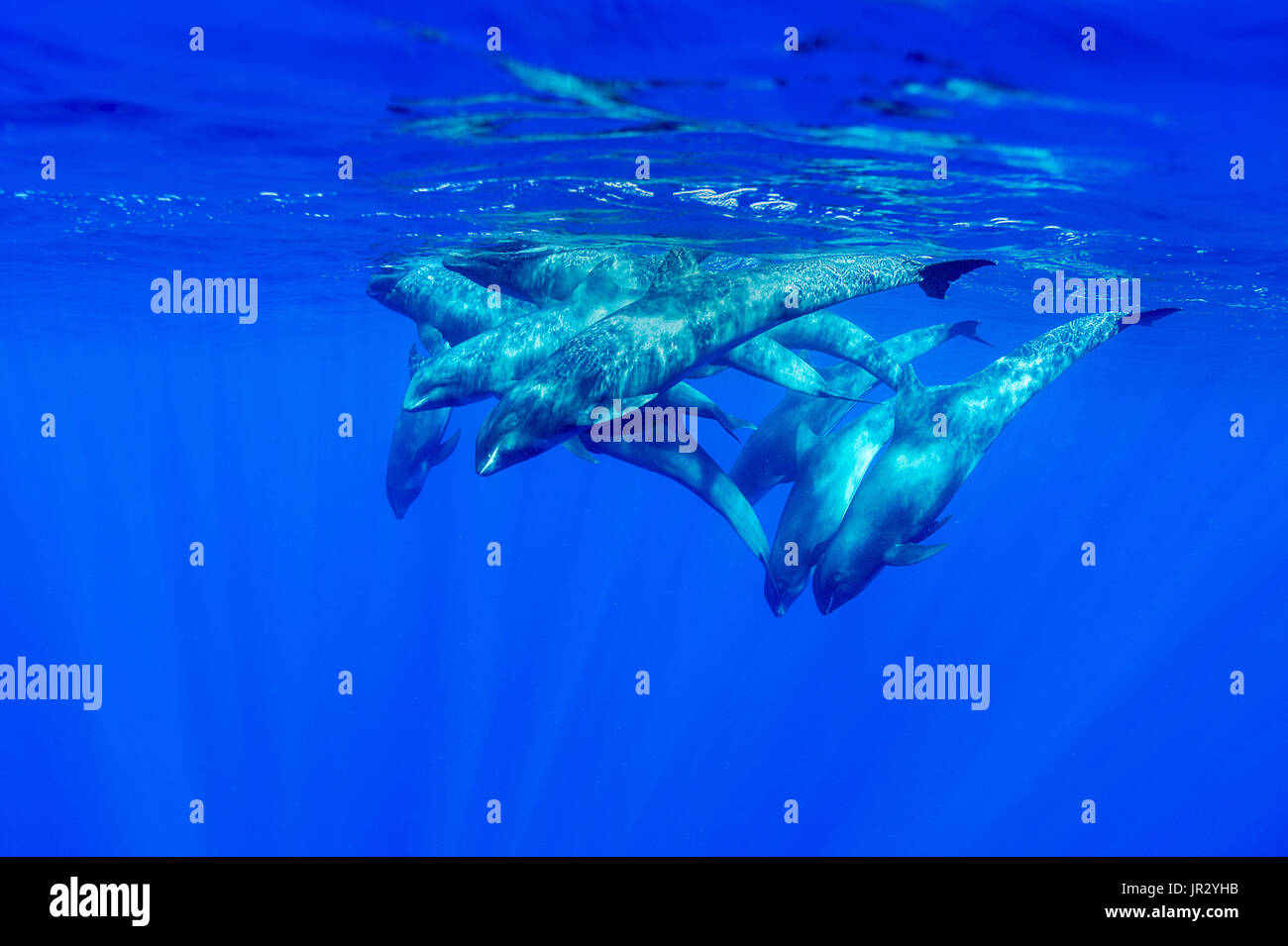 Melon headed whale (Peponocephala electra) French Polynesia Stock Photo
