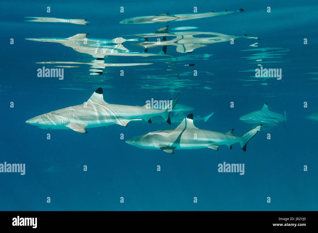 Black tip reef shark (Carcharhinus melanopterus) French Polynesia Stock ...