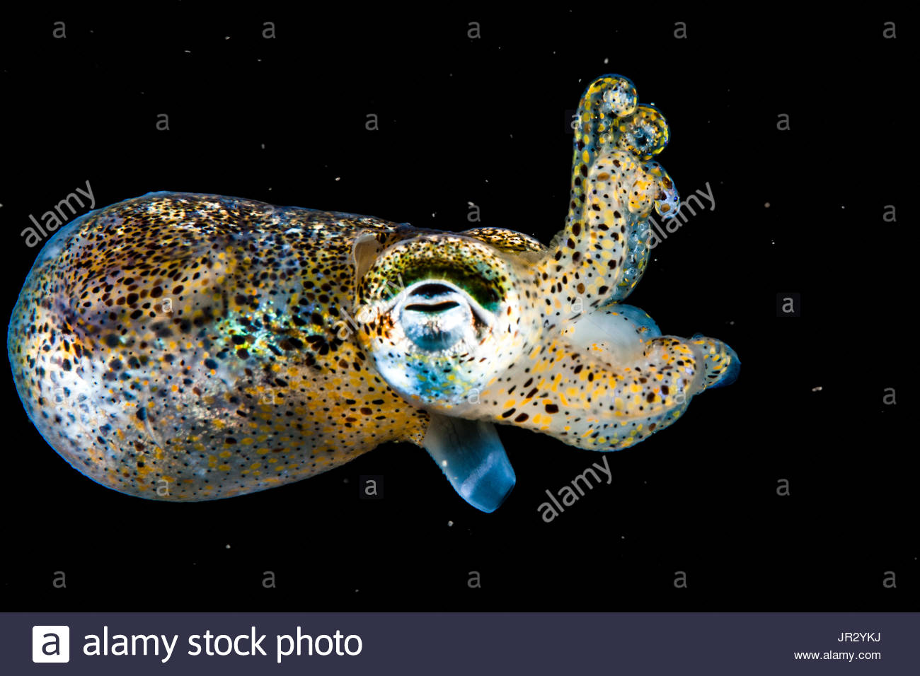 Sepiola Robusta Sepiola Rondeletii _ Sepiola rondeletii, Dwarf bobtail squid ...