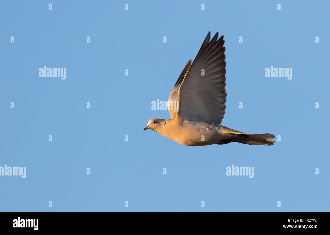 Collared dove (Streptopelia decaocto) Dove in flight, England, Winter