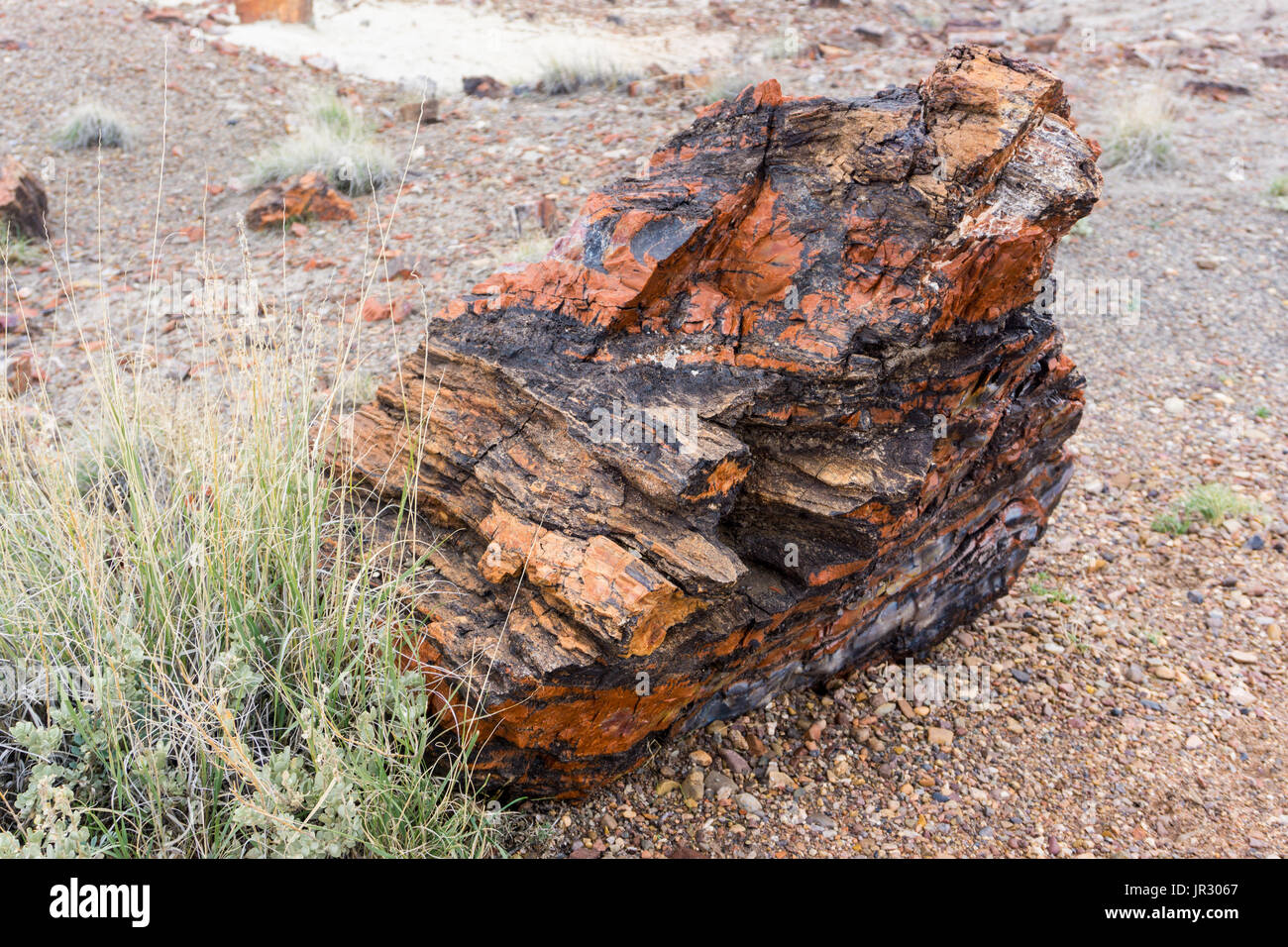 A piece of fossilized tree from the Jurassic time period at Petrified Forest National Park. Stock Photo
