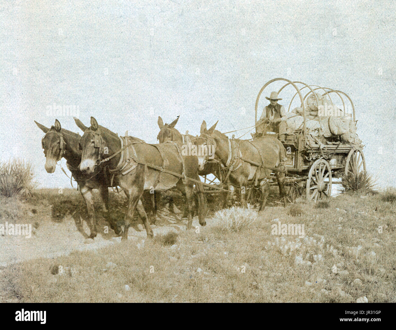 The chuckwagon is attributed to Charles Goodnight, a Texas rancher, who introduced the concept in 1866. Cattlemen herded cattle in parts of the country that did not have railroads which meant they needed to be fed on the road for months at a time. Goodnight modified the Studebaker wagon, a durable army-surplus wagon, added a 'chuck box' to the back of the wagon with drawers and shelves for storage space and a hinged lid to provide a flat cooking surface. A water barrel was also attached to the wagon and canvas was hung underneath to carry firewood. A wagon box was used to store cooking supplie Stock Photo
