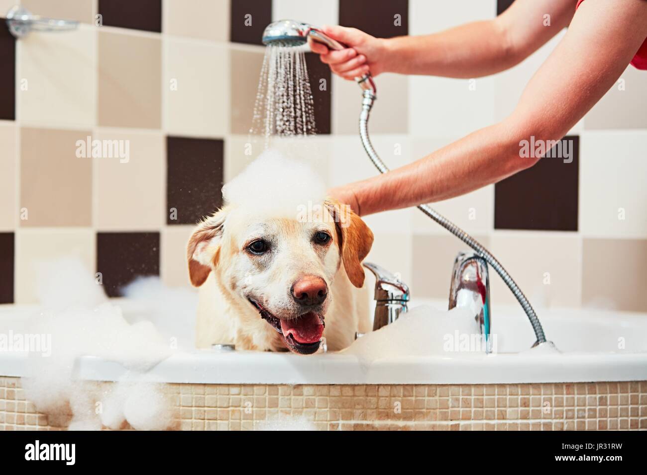 Bathing of the yellow labrador retriever. Happiness dog taking a bath ...