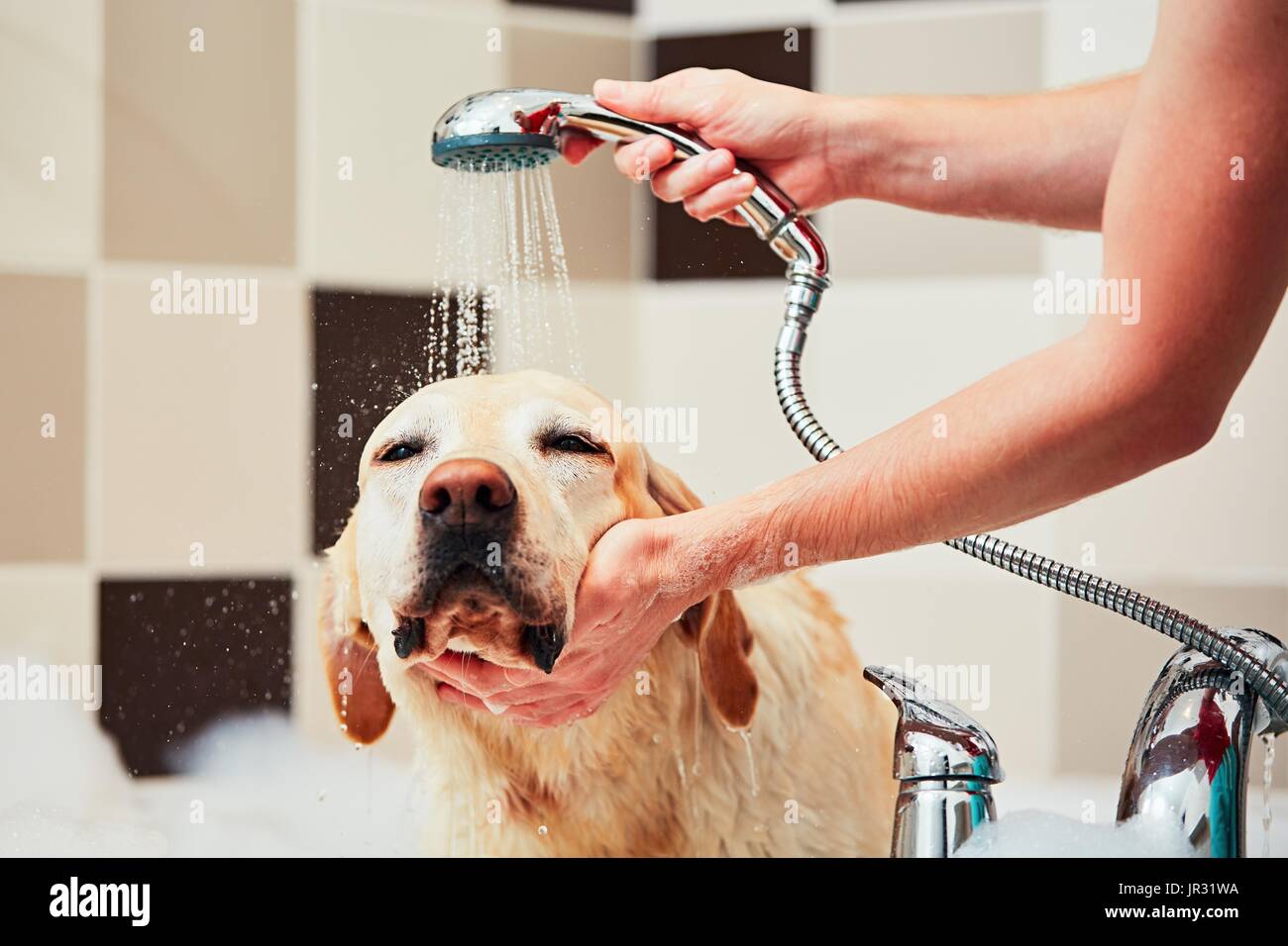Bathing of the yellow labrador retriever. Happiness dog taking a bath