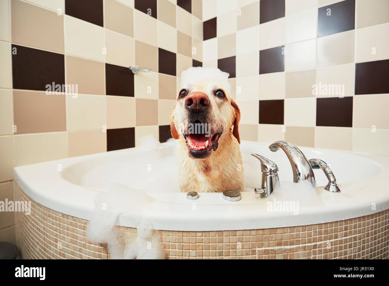 Bathing of the yellow labrador retriever. Happiness dog taking a bubble
