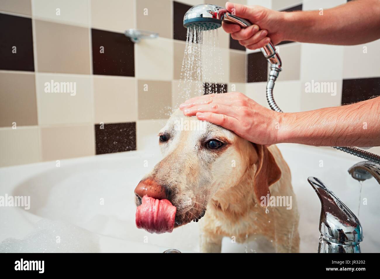 Bathing of the yellow labrador retriever. Happiness dog taking a bath
