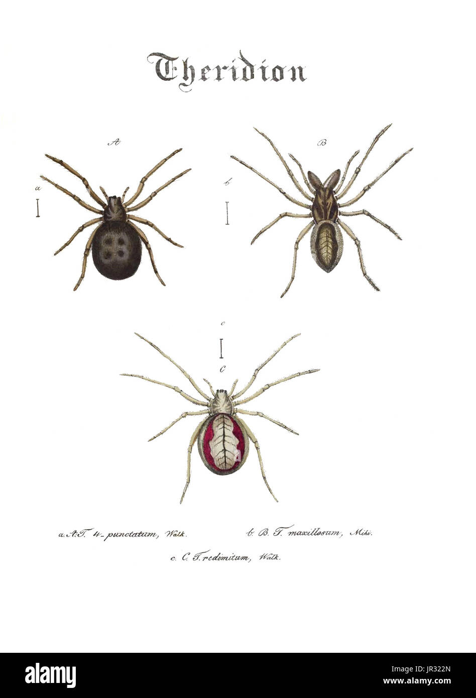 Spiders,Genus Theridion Stock Photo