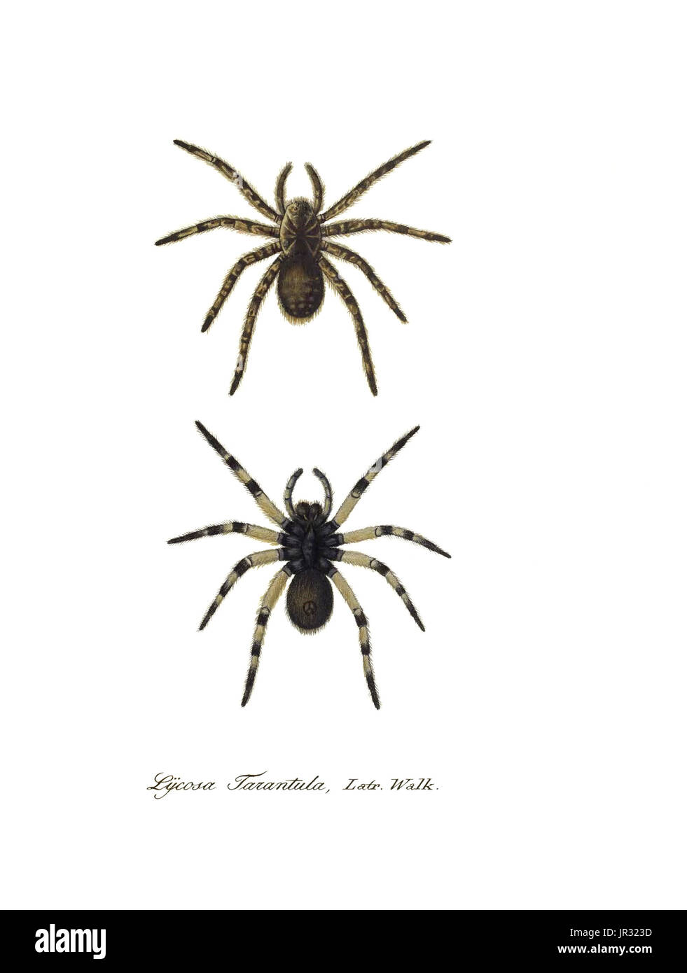 Wolf Spider Size Comparison